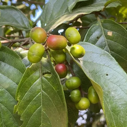 Pygeum